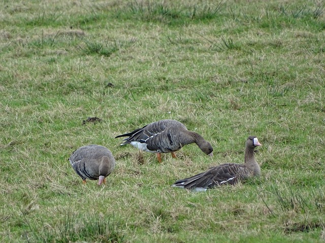 比分普遍趋 比分普遍趋